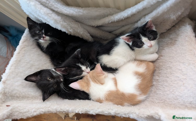 Domestic Shorthair cats - Advert 12