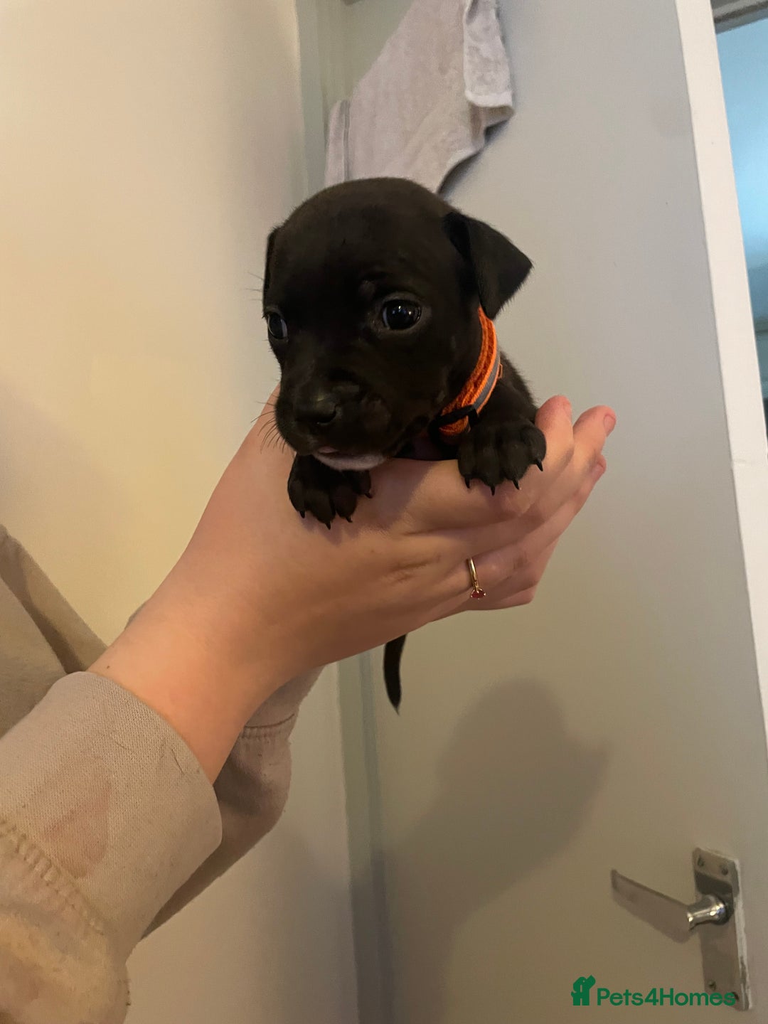 Staffordshire Bull Terrier dogs for sale: Staffordshire/American Staffordshire pups in Harrow - Image 18