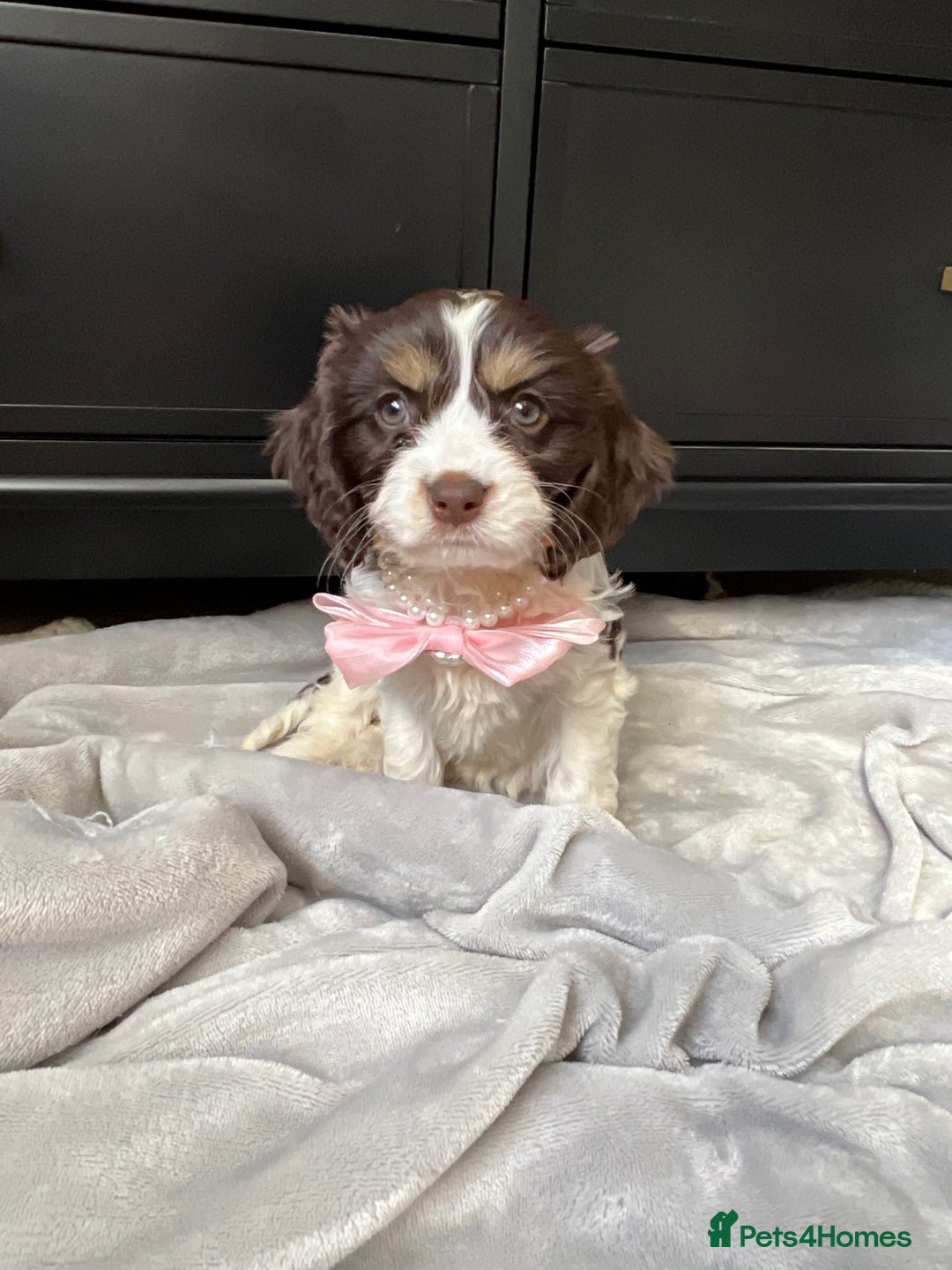 Cavapoo dogs for sale: VERY RARE OUTSTANDING CHOCOLATE CAVAPOOS - Image 4