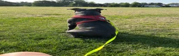 Staffordshire Bull Terrier dogs for stud: Mr Charming Teddy  - Advert 4