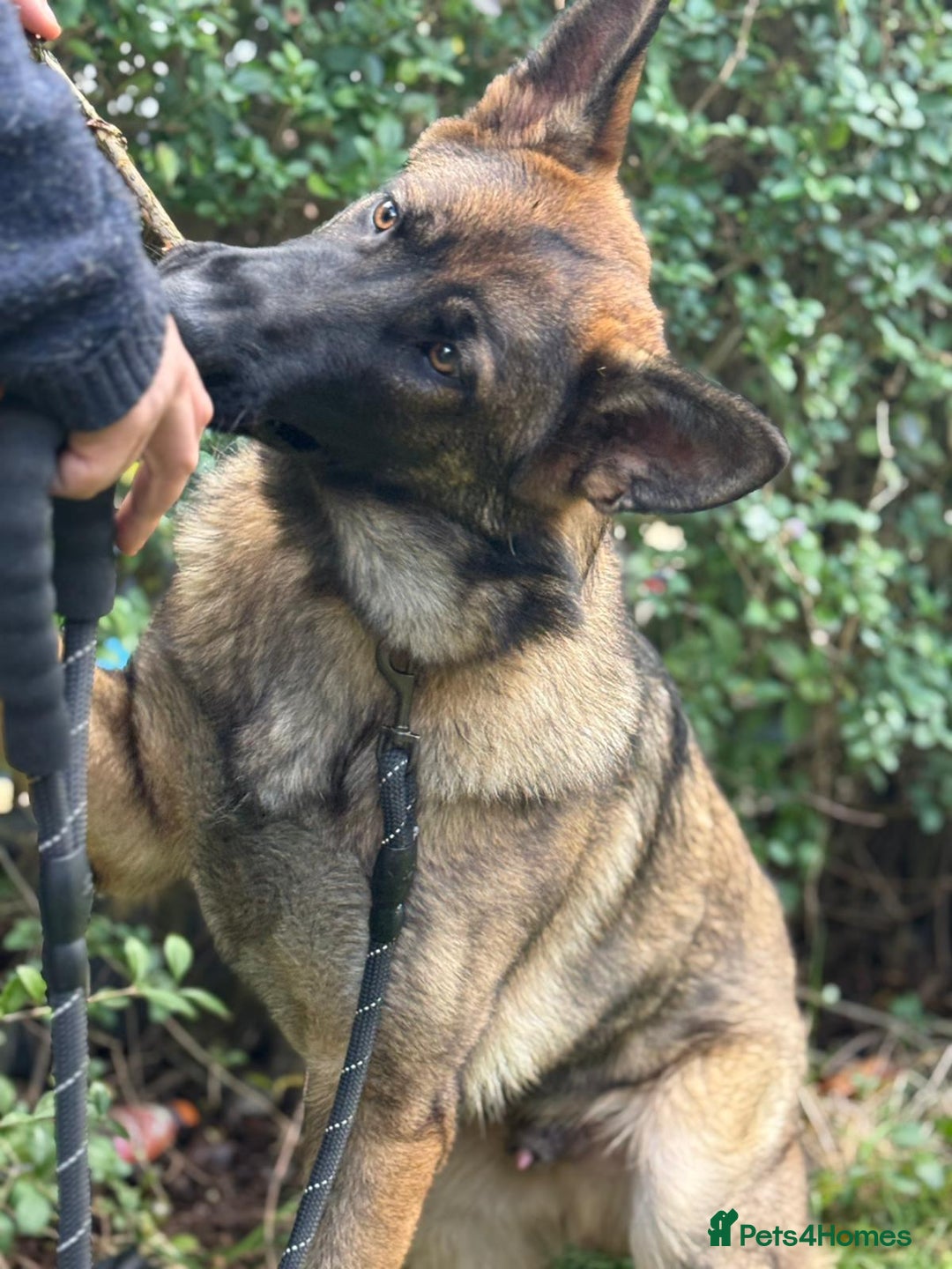 German Shepherd dogs for sale: Big beautiful German shepherd looking for new home - Advert 6