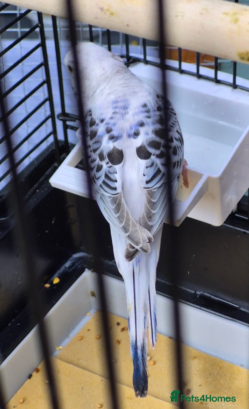 Budgerigars birds Texas clear body cobalt blue female  - Advert 1