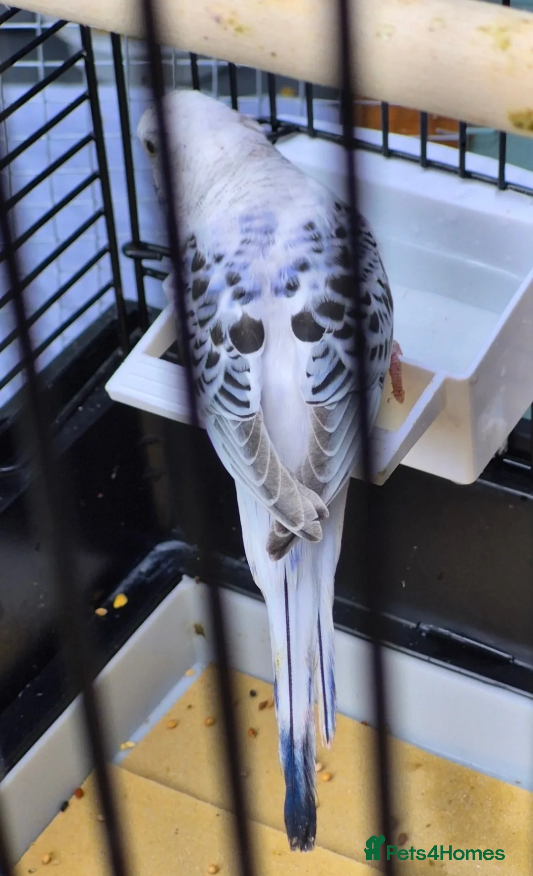 Budgerigars birds for sale: Texas clear body cobalt blue female  - Advert 1