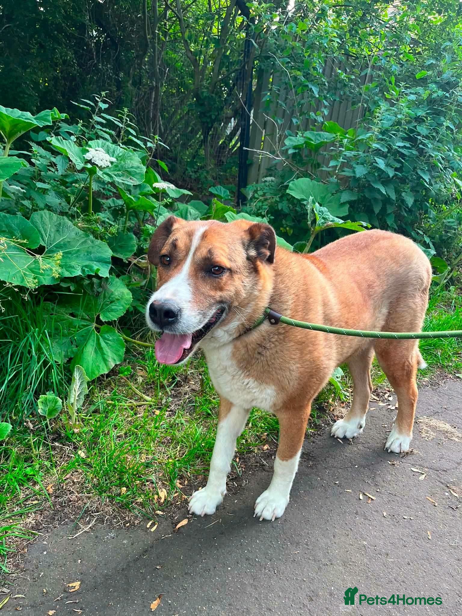 Mixed Breed dogs Meet Duke 🐾 - Advert 2