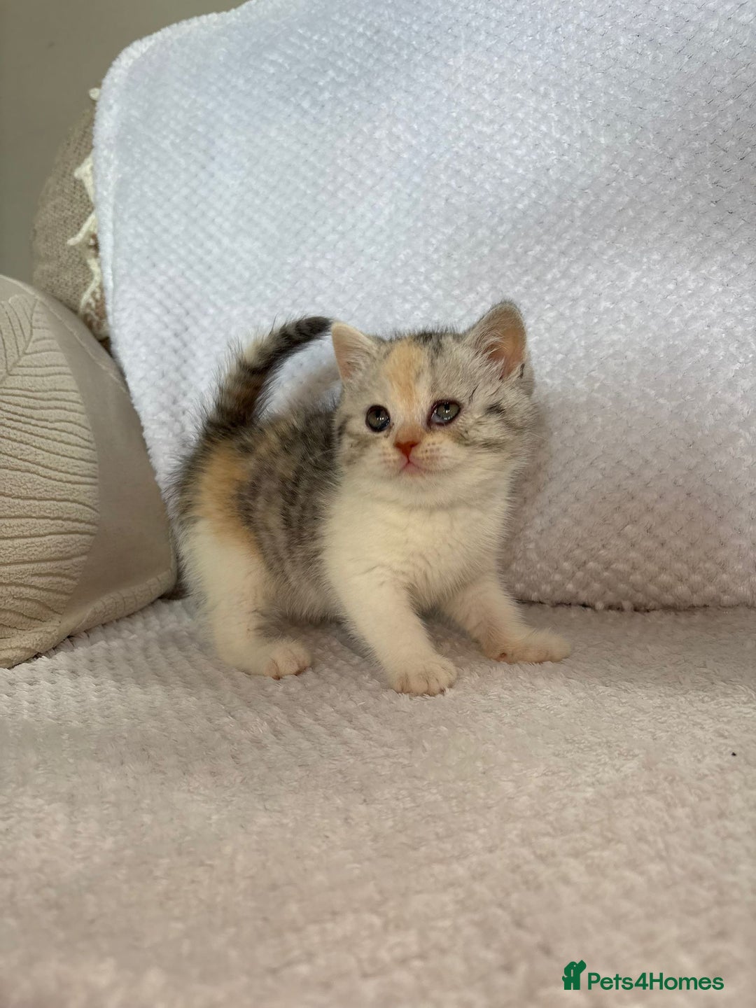 British Shorthair cats for sale: Gorgeous British shorthair kittens  - Advert 26