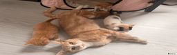 Mixed Breed cats for sale: Adorable Kittens Looking for Loving Homes 🐾 in London - Advert 1