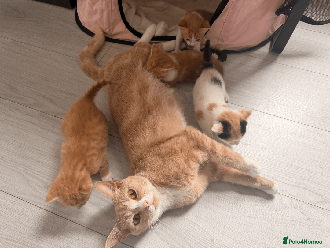 Mixed Breed cats for sale: Adorable Kittens Looking for Loving Homes 🐾 in London - Advert 1