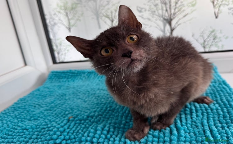 Lykoi cats - Advert 1