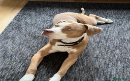 Mixed Breed dogs for sale: Simba  - Image 2