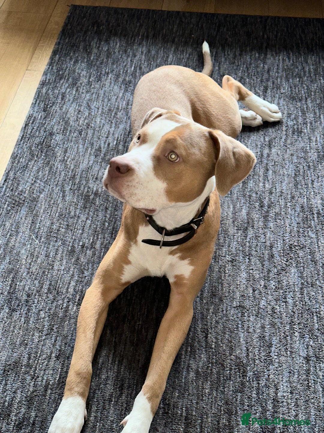 Mixed Breed dogs for sale: Simba  - Image 2