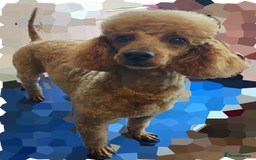 Cavapoo dogs for sale: Beautiful fully DNA tested Cavapoo's  - Image 29