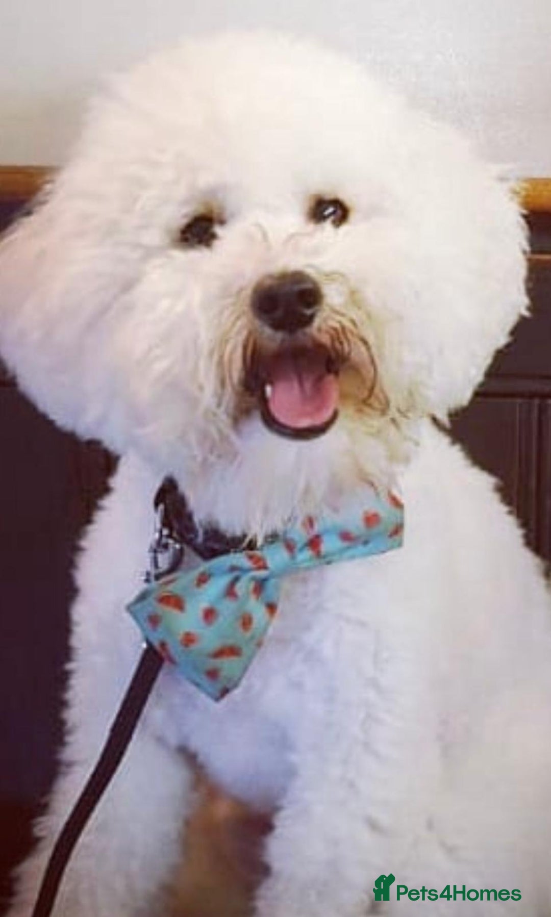 Miniature Poodle dogs for sale: Gorgeous pure bred miniature poodles - Advert 2