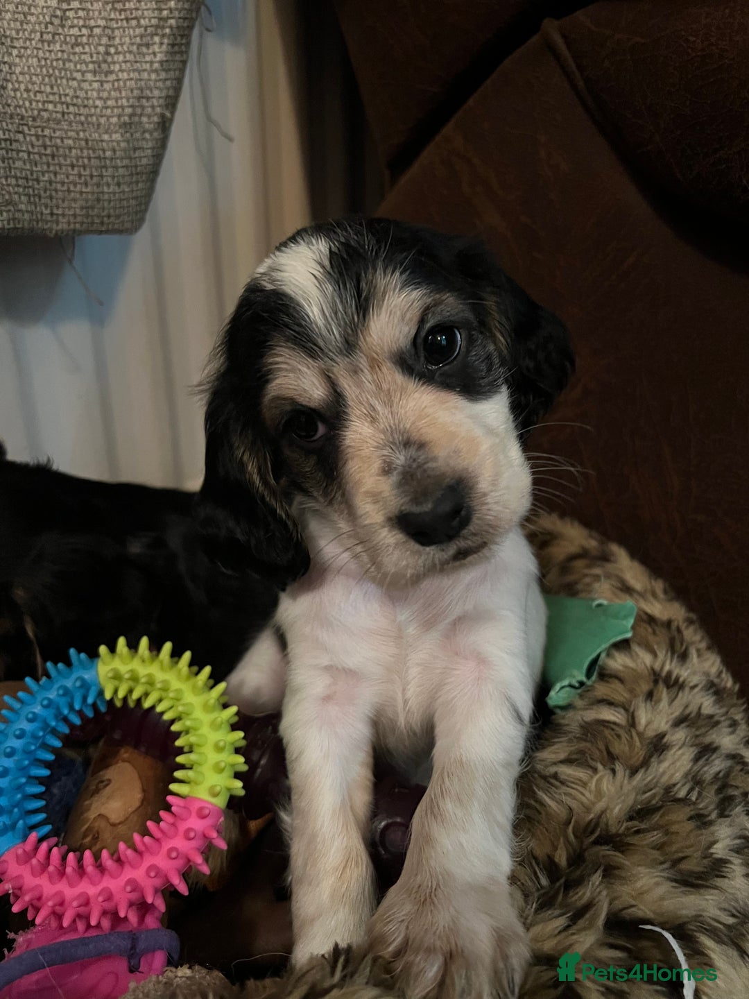 Cocker Spaniel dogs for sale: Show type cocker spaniel puppies - Advert 5