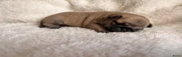 Pug dogs for sale: 🐾 Stunning Pug puppies 🐾 in Wigan - Advert 38