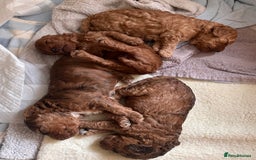 Cockapoo dogs for sale: F2 cockapoo puppies for sale  - Image 1