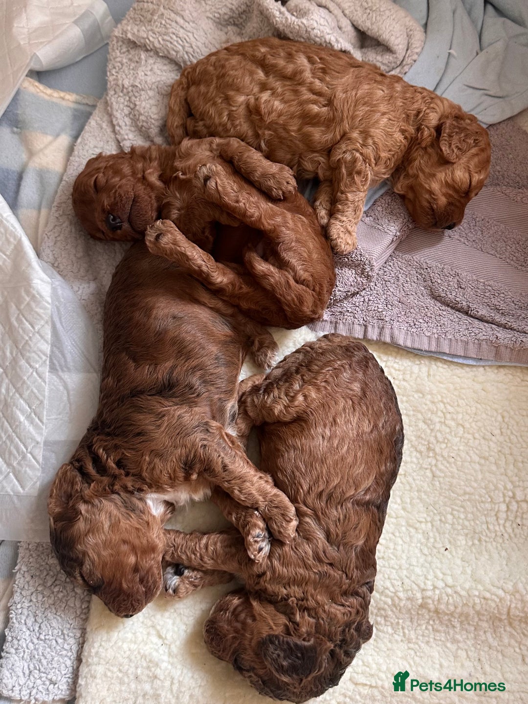 Cockapoo dogs for sale: F2 cockapoo puppies for sale  - Image 1
