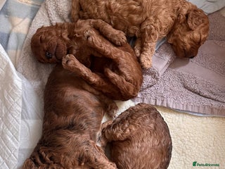 Cockapoo dogs - Advert 19