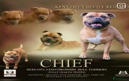 Staffordshire Bull Terrier dogs for sale: Champion Bloodline KC registered staffy puppies🐶  in Manchester - Image 13