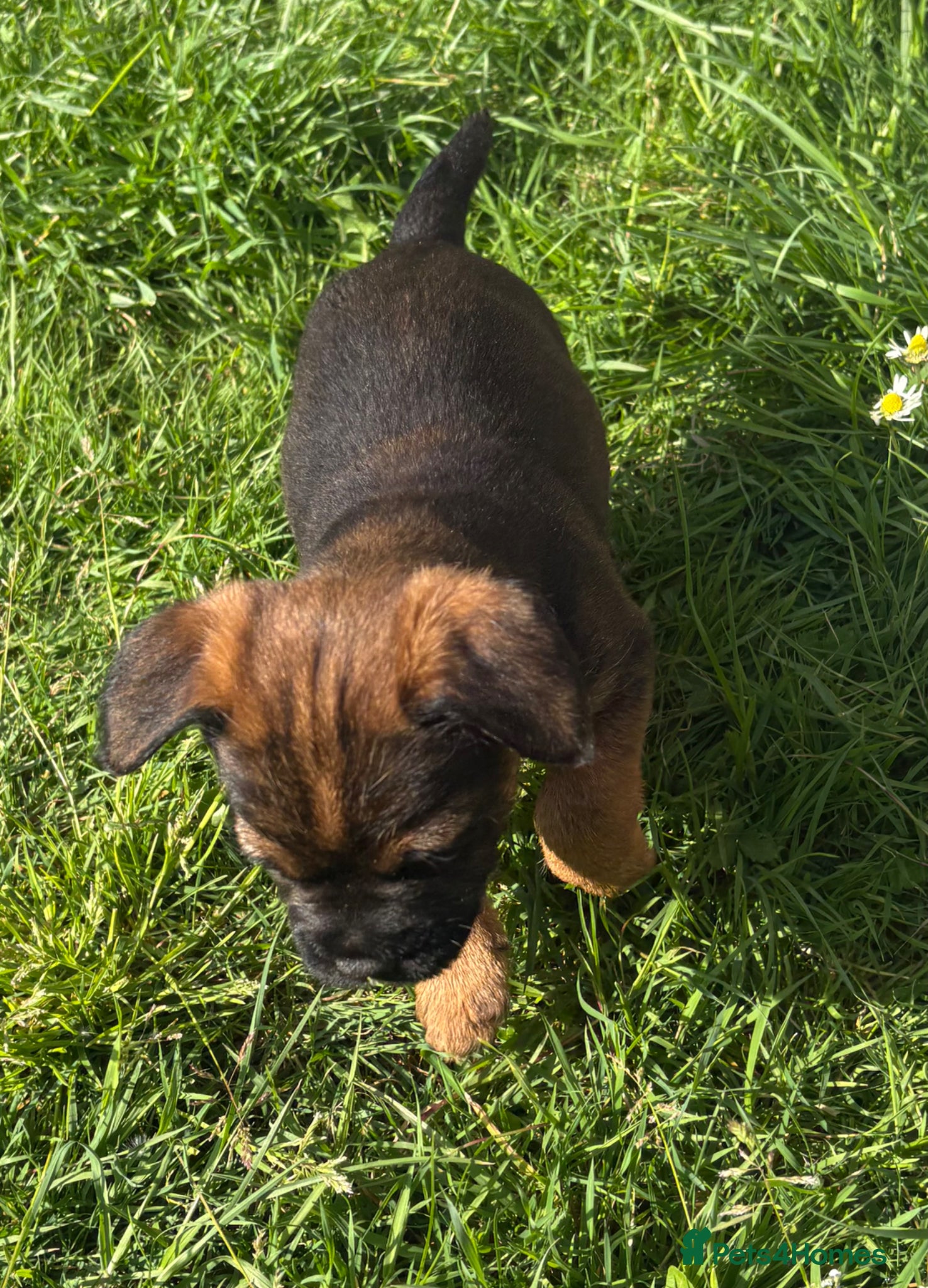 Border Terrier dogs Top class boarder terrier puppies  - Advert 4