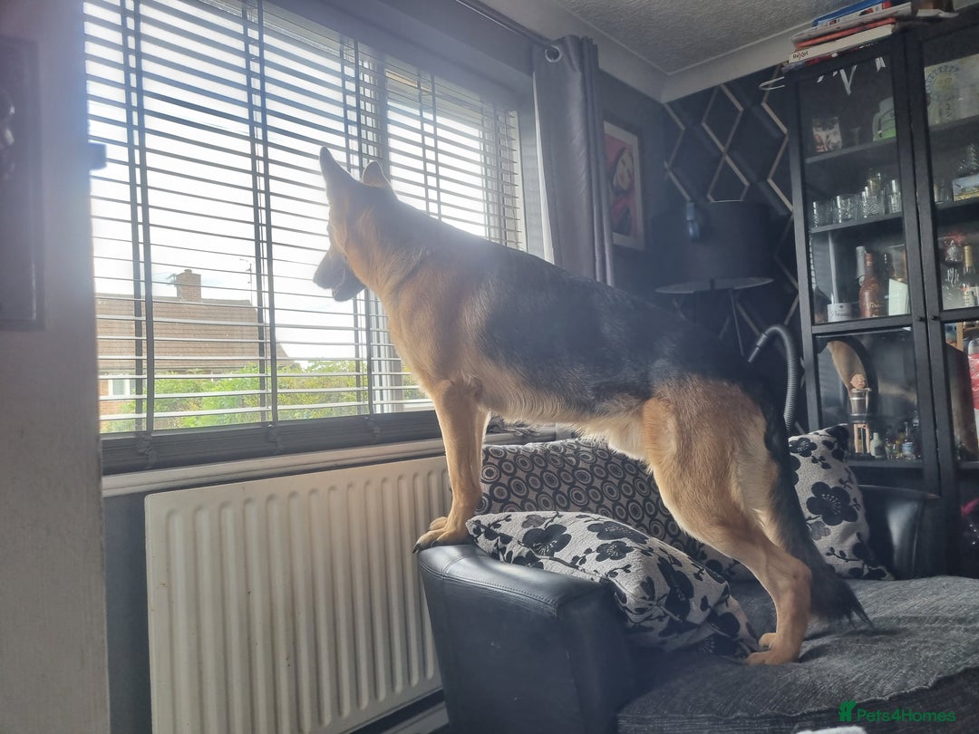 German Shepherd dogs for stud: Loving German shepherd looking for a new home :( - Image 3