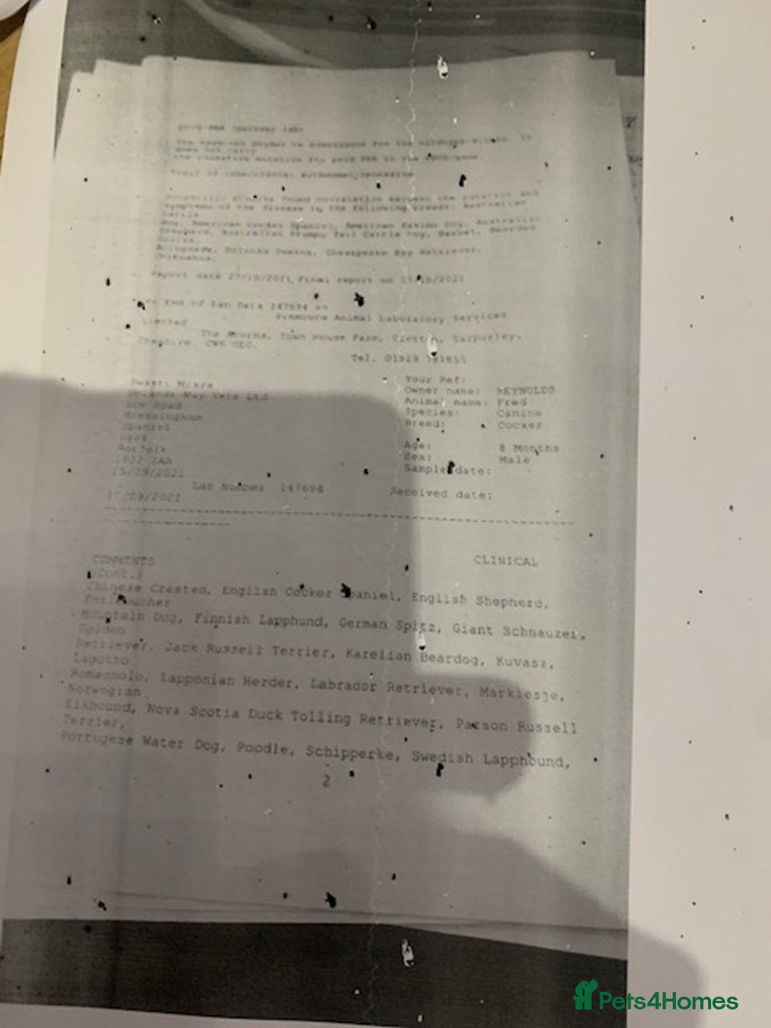 Cockapoo dogs for sale: beautifull fib cockerpoos  - Advert 13