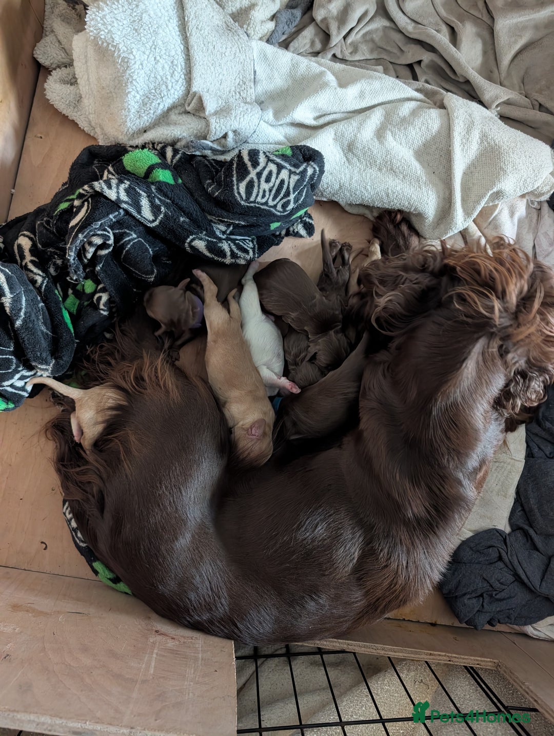Cocker Spaniel dogs for sale: stunning litter working cocker spaniels - Advert 1