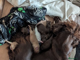 Cocker Spaniel dogs stunning litter working cocker spaniels - Advert 9