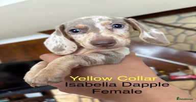 Miniature Dachshund dogs - Advert 14