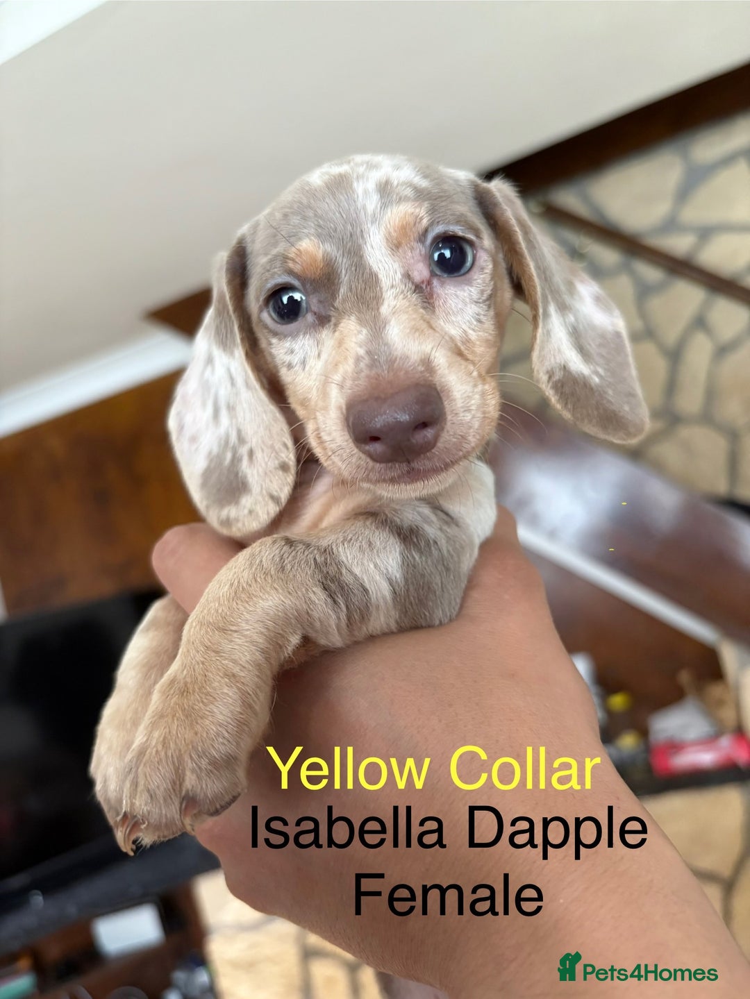 Miniature Dachshund dogs for sale: ✨READY TO LEAVE✨Miniature Dachshund Pups💕  - Image 7