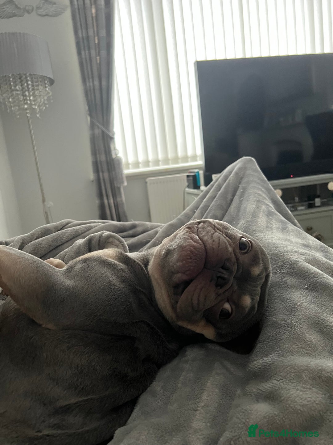 French Bulldog dogs for sale: Rocco 3yr 6mths Frenchie - Advert 3