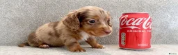 Miniature Dachshund dogs for sale: Mini long haired KC PRA clear health tested baby  - Advert 6