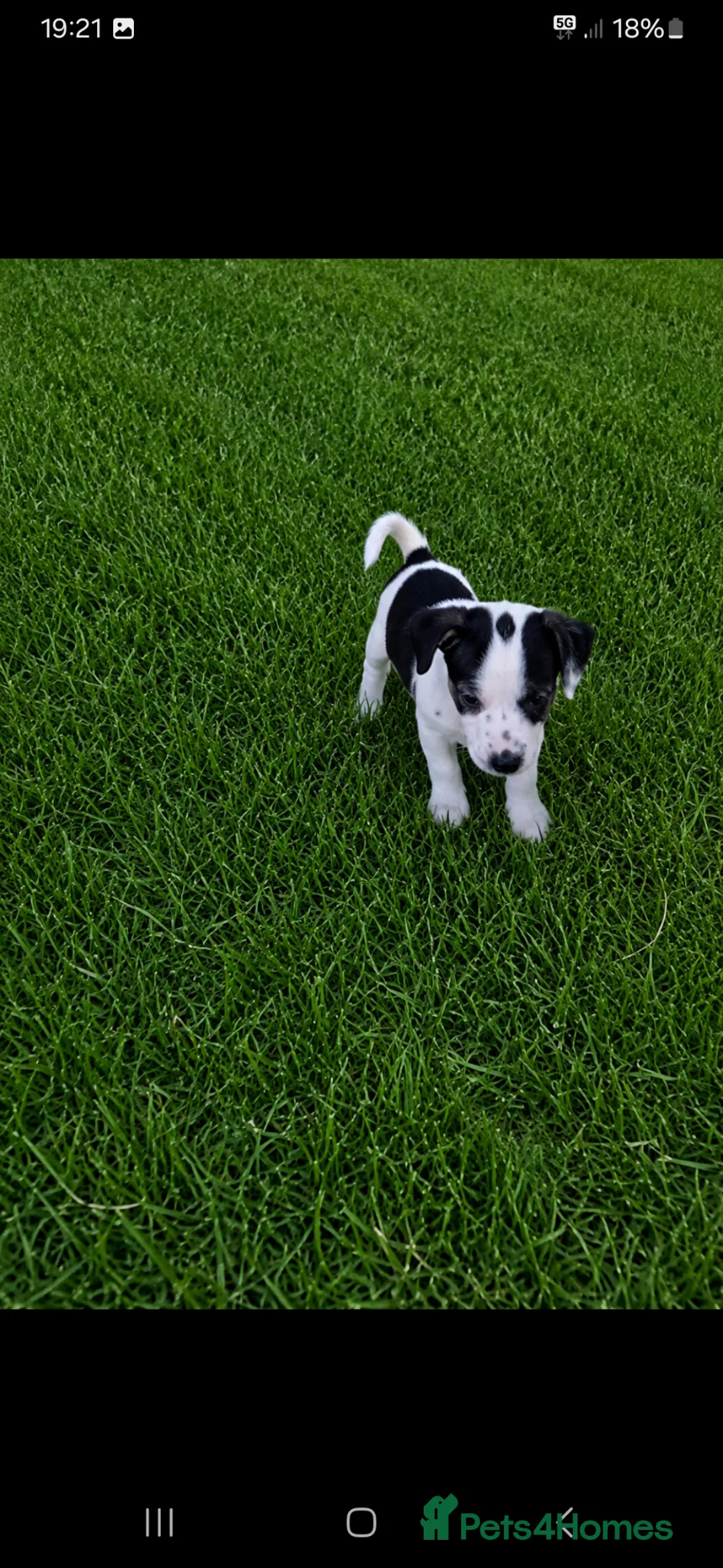 Jackapoo dogs for sale: Beautiful babies  - Advert 2
