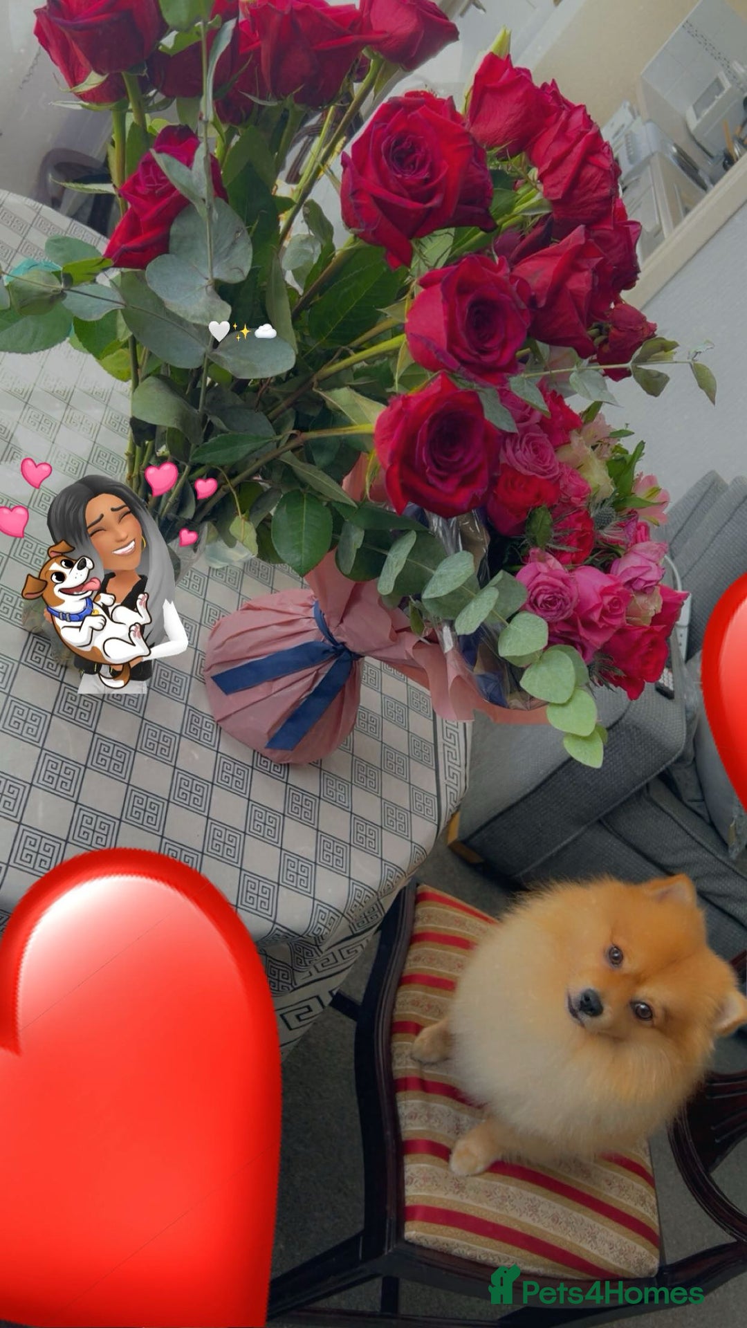 Pomeranian dogs for stud: Pomerian  - Advert 7