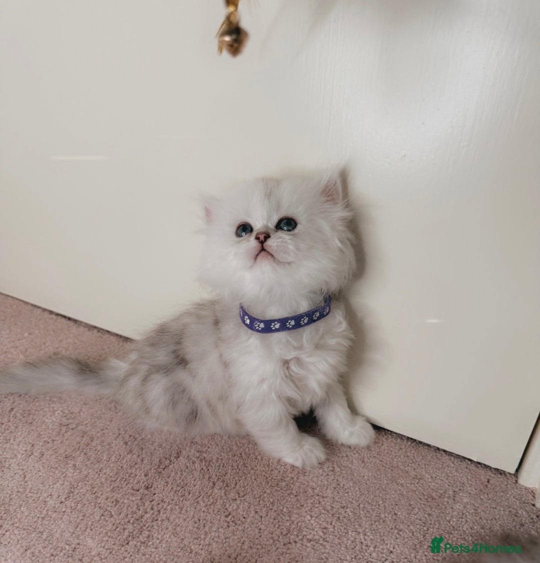 Persian cats for sale: Rare Persian Kittens🤍Only 1 Left - Image 11