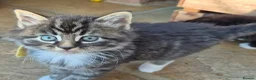 Mixed Breed cats for sale: Beautiful Tame Friendly Kittens for sale - Advert 10