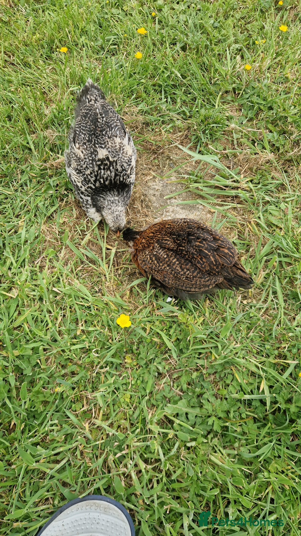 Chickens poultry Mixed chicken - Advert 1