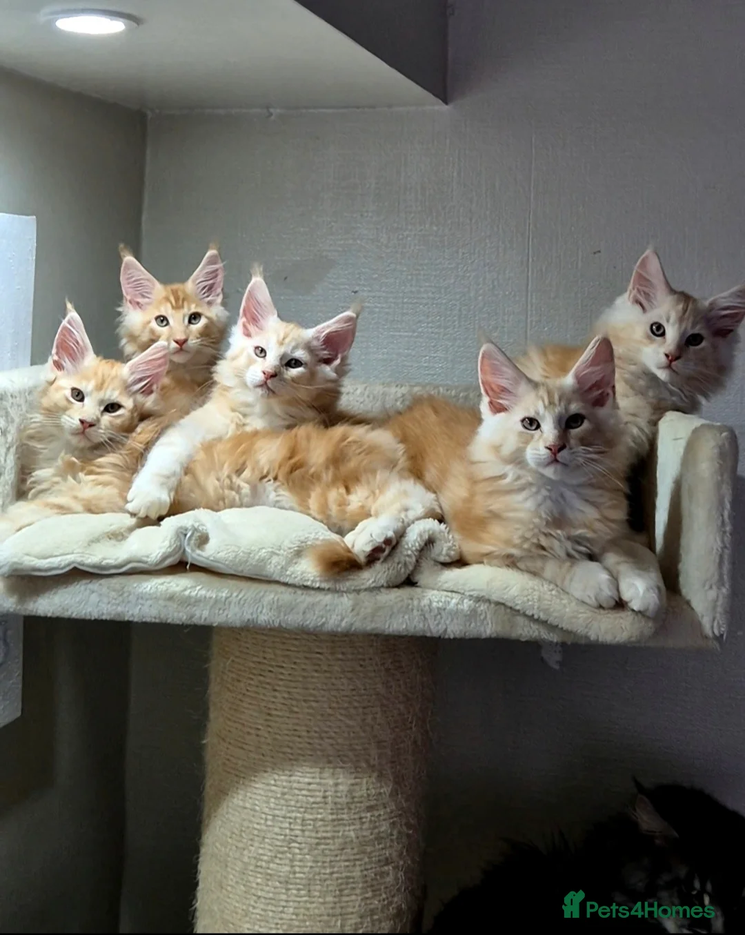 Maine Coon cats for sale: Beautiful Maine Coon boys . - Advert 1