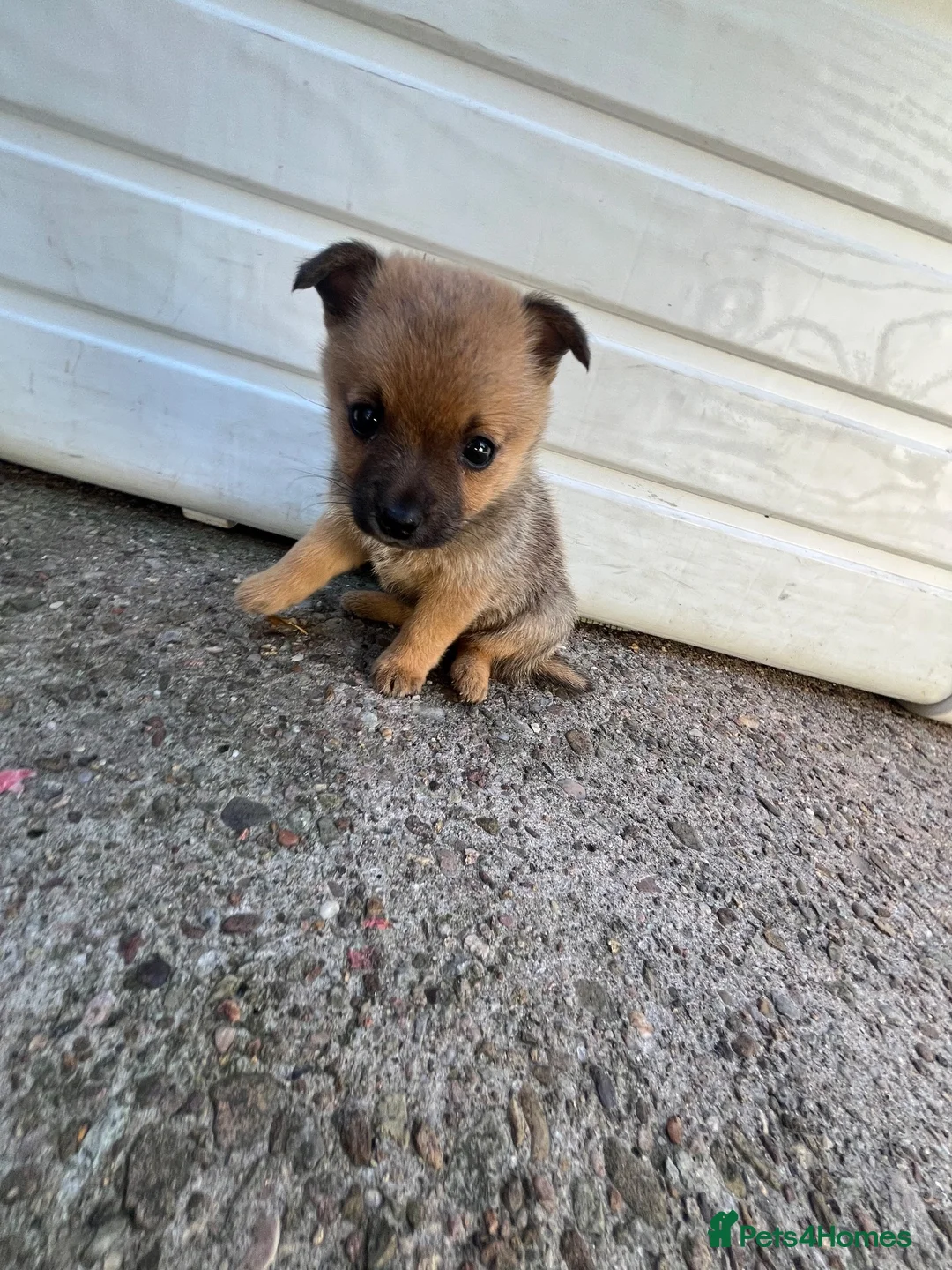 Mixed Breed dogs for sale: Foxed face pomerian cross jackrussel in Ledbury - Advert 20