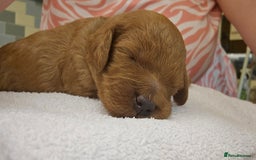 Cockapoo dogs for sale: Beautiful PRA F1B puppies - Image 16