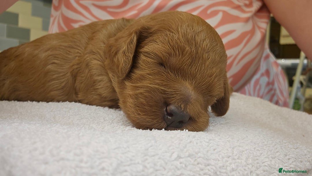 Cockapoo dogs for sale: Beautiful PRA F1B puppies - Image 16