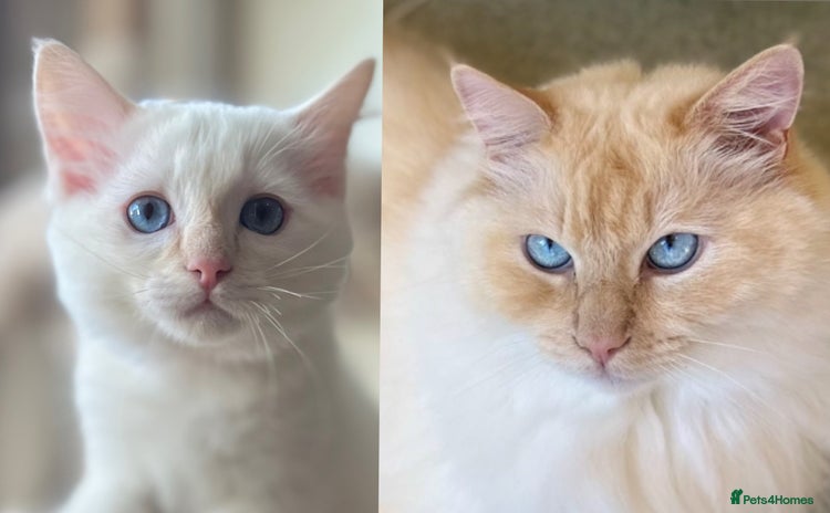 Ragdoll cats - Advert 11
