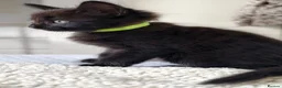 Mixed Breed cats for sale: Kittens in North Walsham - Advert 12