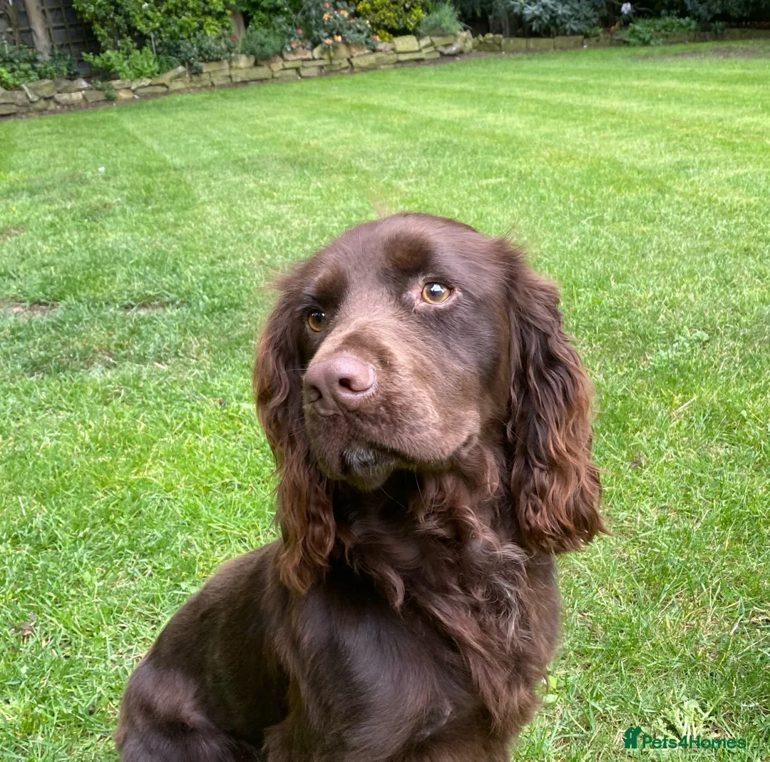 Cocker Spaniel dogs for stud: Beautiful Working Cocker Spaniel  - Advert 1
