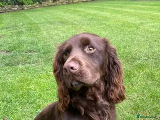 Cocker Spaniel dogs Beautiful Working Cocker Spaniel - Advert 15