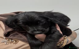 Cocker Spaniel dogs for sale: cocker spaniel  - Image 7