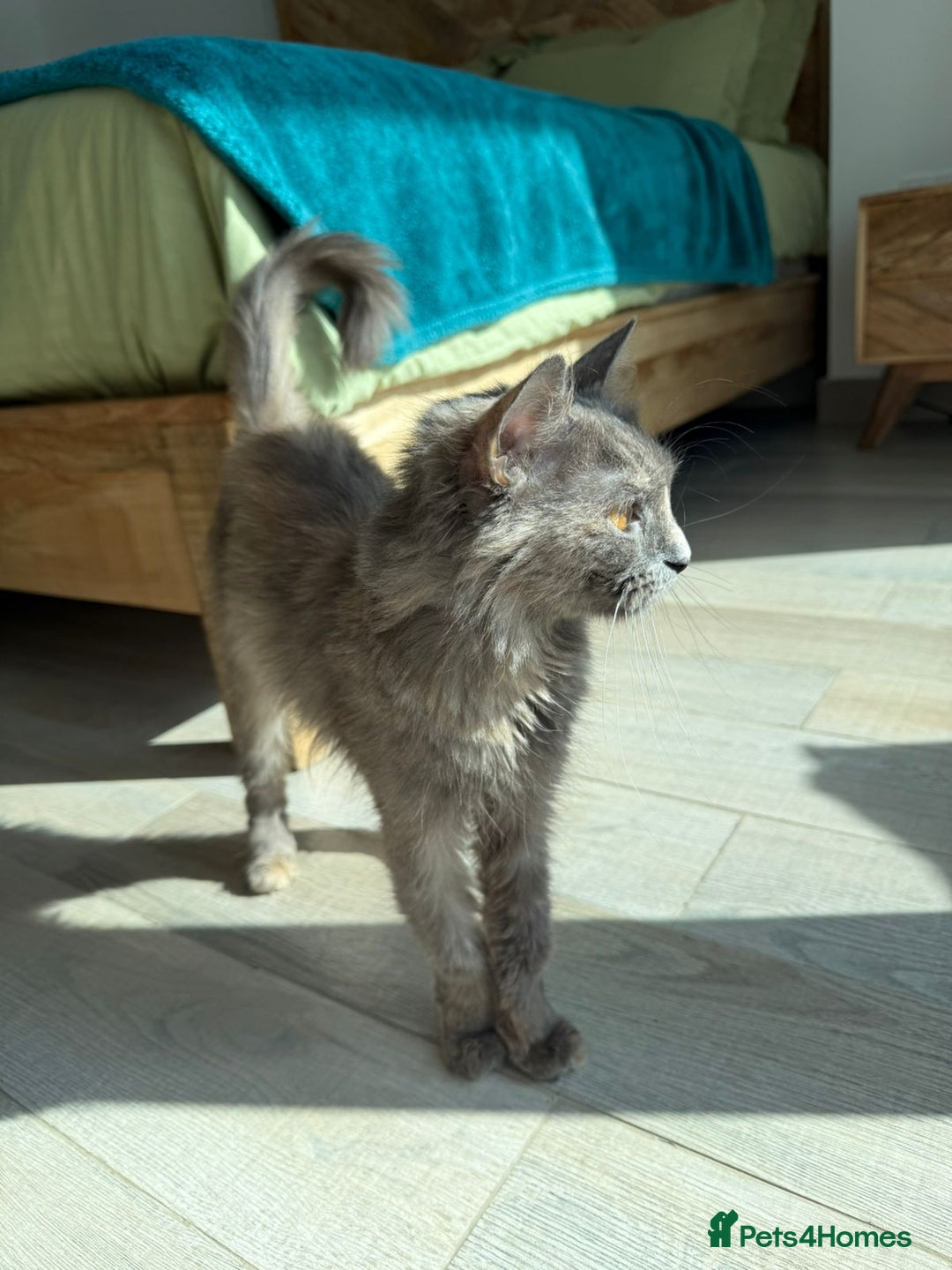 Mixed Breed cats for adoption: LILLI MIX PERSIAN GIRL SOAYED CALM AFFECTIONATE  - Advert 1