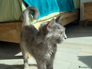 Mixed Breed cats LILLI MIX PERSIAN GIRL SOAYED CALM AFFECTIONATE - Advert 12