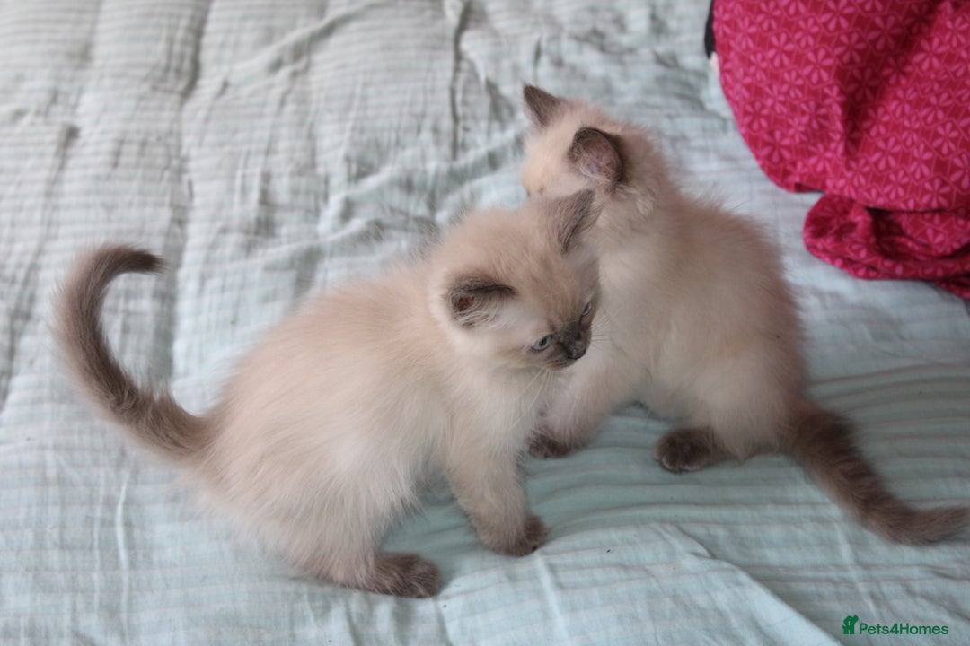 Ragdoll cats for sale: Ragdoll  - Image 14
