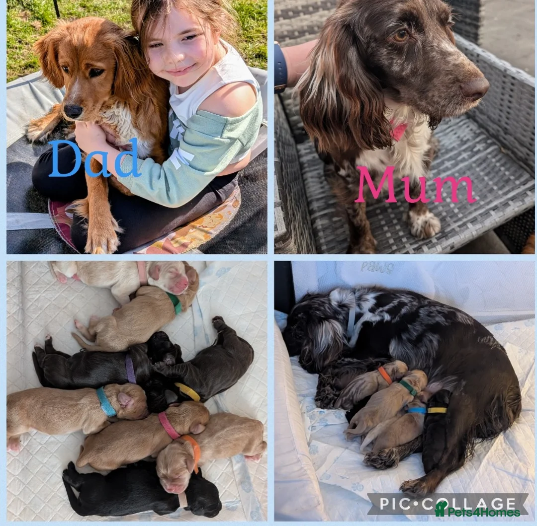 Cocker Spaniel dogs for sale: Cockerspaniel puppies ready soon! - Advert 3