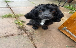 Cocker Spaniel dogs for sale: KC registered cocker spaniel pups for sale  - Image 15